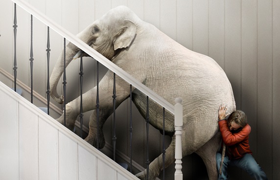 Man struggling to push elephant up stairs