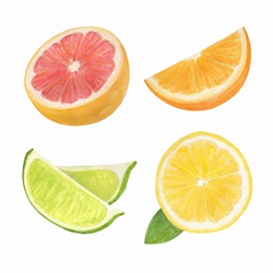 Watercolour painting of slices of citrus fruit