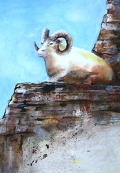 Bighorn sheep lying on rock
