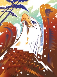 Close up of eagle