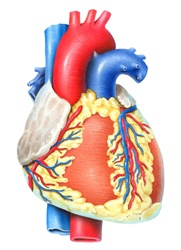 Close up of human heart