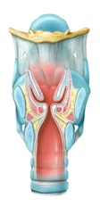 Human larynx