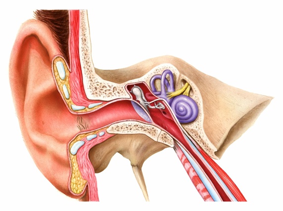 Cross section of ear