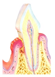 Cross section of tooth