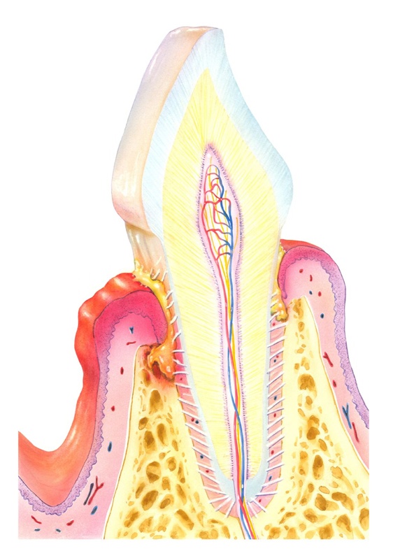 Cross section of tooth