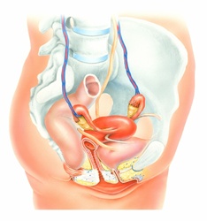 Cross section of female's urinary system