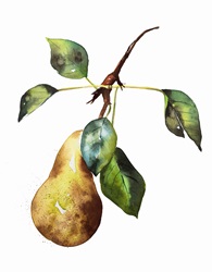 Watercolour painting of ripe pear on twig
