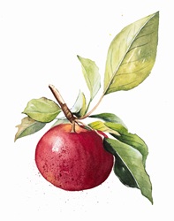 Watercolour painting of ripe apple on twig