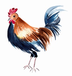 Watercolour painting of a cockerel