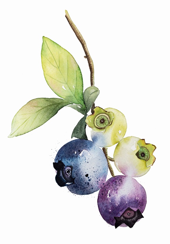 Watercolour painting of ripening blueberries on twig