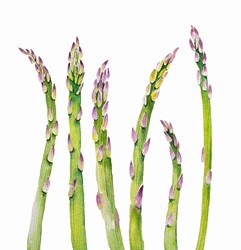 Watercolour painting of row of asparagus spears