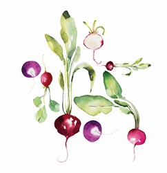 Watercolour painting of radishes