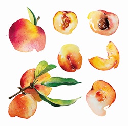 Watercolour painting of fresh peaches