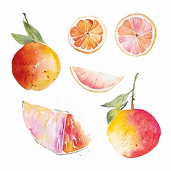 Watercolour painting of pink grapefruit