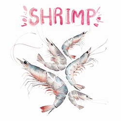 Watercolour painting of fresh shrimps
