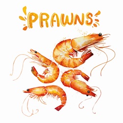 Watercolour painting of fresh prawns