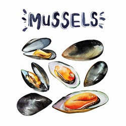Watercolour painting of fresh mussels