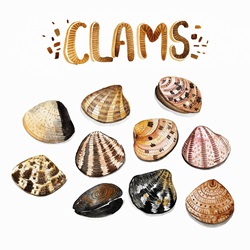 Watercolour painting of fresh clams