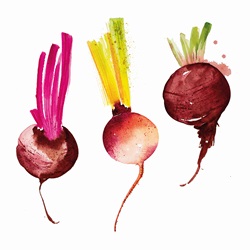 Watercolour painting of different beetroot