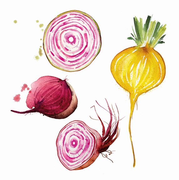 Watercolour painting of different beetroot