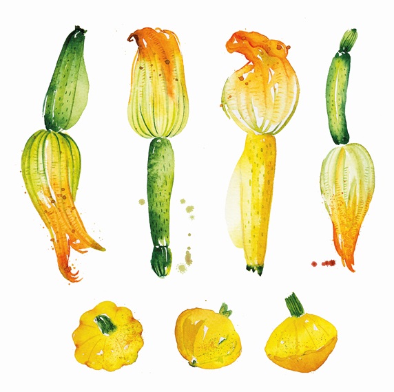 Watercolour painting of courgettes and patty pan squash