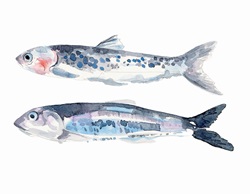 Watercolor painting of two fresh anchovies