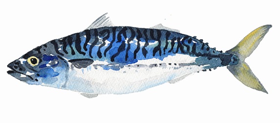 Watercolor painting of mackerel