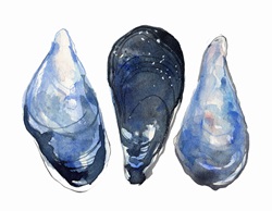 Watercolor painting of three mussels