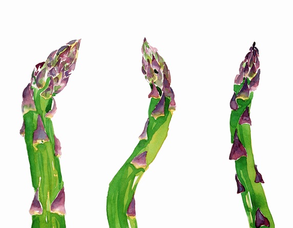 Watercolor painting of fresh asparagus spears
