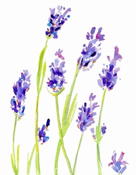 Watercolor painting of lavender