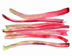 Watercolor painting of sticks of rhubarb