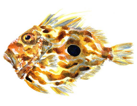 Side view of John Dory fish on white background