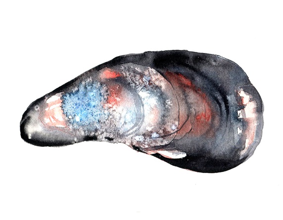 Mussel on white background