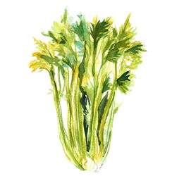 Bunch of celery on white background