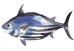 Side view of blue fish on white background