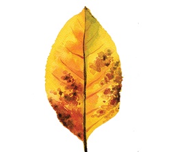 Yellow leaf with brown spots on white background