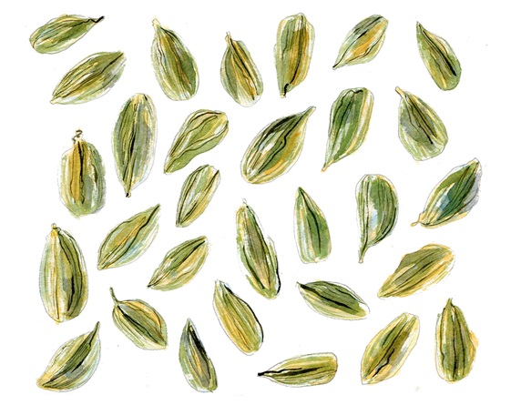 Green seeds on white background