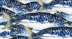 Full frame watercolour painting of mackerel fish