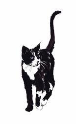 Illustration of black and white cat