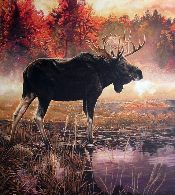Elk in swamp