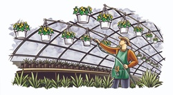 Man watering plants in greenhouse