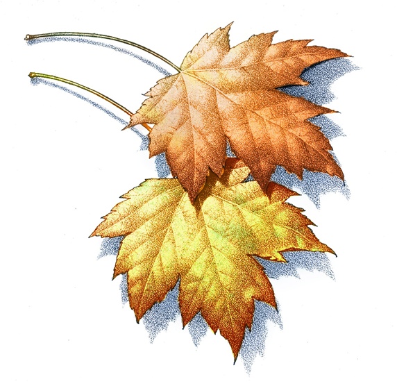 Two autumnal leaves on white