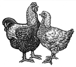 Hen and rooster on white