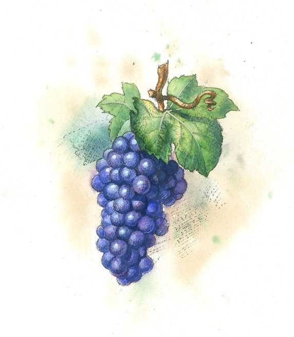 Vine twig with grapes on white