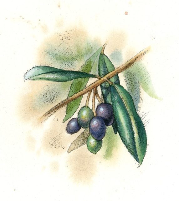 View of olive tree twig with olives