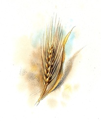 Close up of wheat crop