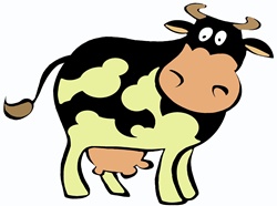 Portrait of holstein cow