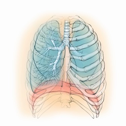 Human lungs and respiratory system