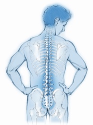 Spine and back bones in transparent man