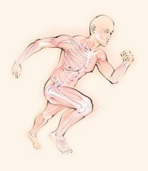 Biomedical illustration of running man showing skeleton and muscles